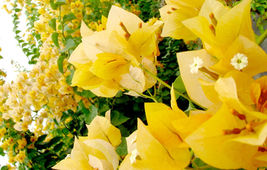 1 (one) Well Rooted GOLD Live Bougainvillea starter/plug plant  - £30.59 GBP