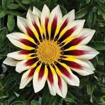 Fresh Seeds Gazania White Frosty Flame Ground Cover Plant Flower Seed 50 Seeds - £15.85 GBP