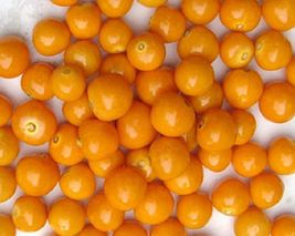 500 Giant Poha Cape Gooseberry Seeds Physalis Peruviana - £6.84 GBP