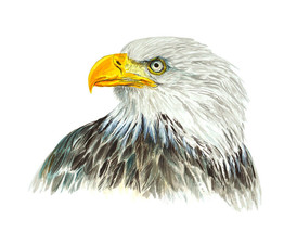 Bald Eagle USA High Quality Art Decal Truck Car Boat Cooler Cup Wall Mailbox - £5.49 GBP+