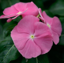 25 Pc Seeds Vinca Virtuosa Pink Flower Plant, Vinca seeds for Planting | RK - £15.15 GBP