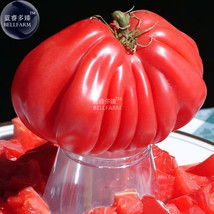 Tlacolula Pink Giant Tomato Seeds Beautiful - £5.62 GBP