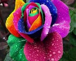 Rainbow Rose Seeds 50 Seeds / Hardy Rose Seeds/ Easy To Grow - $13.18