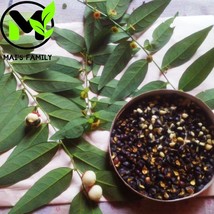 MBK 10 Lemon Tree Seeds Fast Ship - $12.98