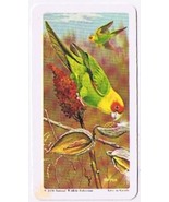 Brooke Bond Red Rose Tea Card #4 Carolina Paroquet American Wildlife In ... - $0.98