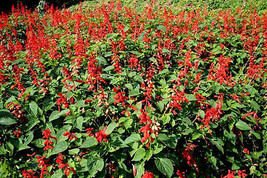 USA Scarlet Red Sage Salvia Coccinea Texas Sage Hummingbird Flower 400 Seeds - £8.83 GBP