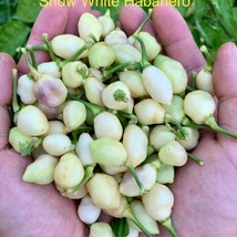 New Fresh USA Seller Snow White Habanero Pepper Seeds - $9.00