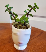 Succulent in Face Planter, Elephant Bush Live Plant in White Ceramic Pot 2.5" W image 5