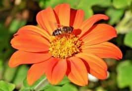 100 Mexican Sunflower Seeds Drought Heat Summer Flower Garden Container Easy - £9.52 GBP