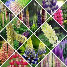 NEW Mixed 12 Types of Russell Lupine Dull Ice Flowers, 20 seeds, light up your g - £4.46 GBP