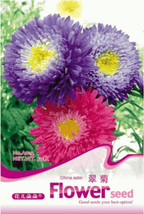 50 Pack Mix China Aster Callistephus Flower Garden - £4.91 GBP