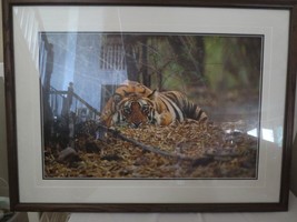 Rare out of print Thomas D Mangelsen &quot;Bad Boy of the Forest&quot; Tiger 39x29 LTD ED - £756.64 GBP