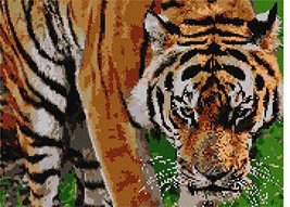 Pepita Needlepoint Canvas: Tiger Too Close, 14&quot; x 10&quot; - £75.84 GBP+