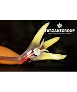 ERIA ORNATA ORCHID POTTED - $43.00