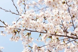 AKEBONO Flowering Cherry Tree - £7.07 GBP