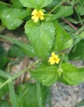 Texas horseherb  calyptocarpus vialis  thumb200