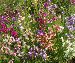Snapdragon Fairy Bouquet Mix Dwarf 8 14 Inch Linaria Marroccana 5000 See... - $8.48