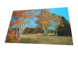 Vintage Postcard unposted Cedar Run Pennsylvania Birch Tree fall nature ... - $6.00