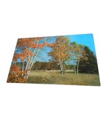 Vintage Postcard unposted Cedar Run Pennsylvania Birch Tree fall nature ... - $110.57 MXN
