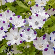 Maculata Five Nemophila Annual Low Growing Carpeting Purple Spot Garden 300 Seed - £9.43 GBP