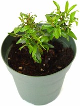 4"Pot Tree Pomegranate Sweet Plant Garden Home Fruit Best Gift Outdoor Yard - £42.30 GBP