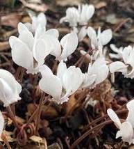 Cyclamen Hederifolium White Flower Seeds - £6.41 GBP