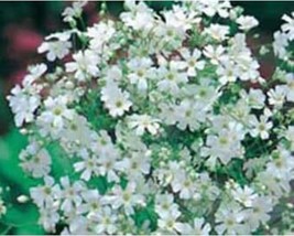 50+ Gypsophila Flower Seeds White A454 Fresh - £7.69 GBP