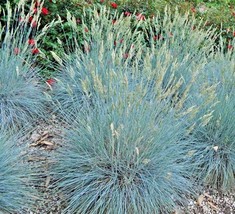 Semilir 300 Seeds Blue Fescue Ornamental Grass Seeds Clumping Drought To... - $8.78