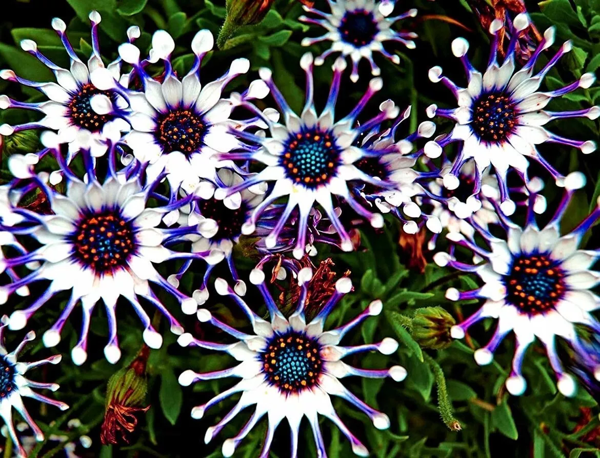 LWS Osteospermum Mix Spider Daisy Cool Flowers Garden 20 Seeds Fast Ship... - $15.09 CAD
