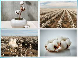 Fresh 30 White Cotton Seeds Buranda Quality Highdensity US Seller - £6.48 GBP