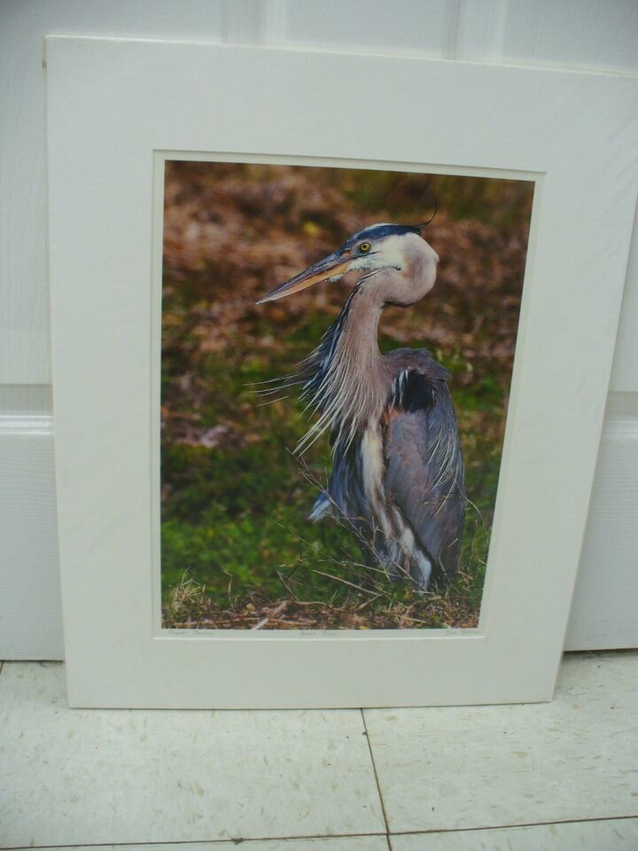 MATTED PHOTOGRAPHY Great Blue in Paynes Prairie by Dom Martino 16x20 - $25.49