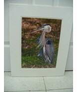 MATTED PHOTOGRAPHY Great Blue in Paynes Prairie by Dom Martino 16x20 - $34.97 CAD