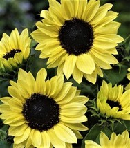 Beautiful Sunflower Seeds Moonshine 50+ Seeds Fresh Garden - $3.98