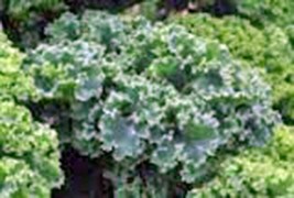 PWO Kale Seed , Vates Blue Curled Scotch, Heirloom, Non Gmo, 50+ Seeds - $2.98