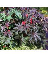 10 ornamental Tropical Mix Castor Bean Plant Seeds  - $3.49