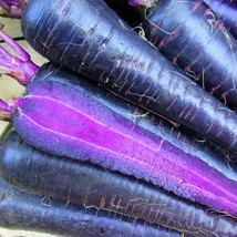 Deep Purple Carrot Seeds Daucus Carota Usa Seller - $10.43