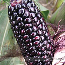 Suntava Full Season Purple Hybrid Corn 10 Seeds Edible Non-gmo Maize - £7.04 GBP