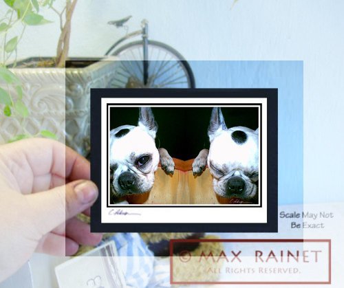 Boston Terrier Awake and Asleep by (Listed Artist) Cathy Peterson 2013 (... - $40.24