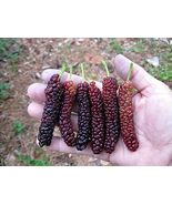 Pakistan Long Mulberry Tree – Morus Macroura - Live Plant - $28.19