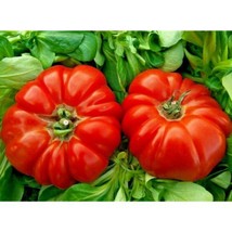 30 Rare Giant Oxheart Tomato Vegetable Seeds #GRN01 - £14.37 GBP