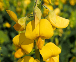 20 Pc Seeds Crotalaria spectabilis Plant, Yellow Wildflower Seeds Flower  | RK - £15.10 GBP