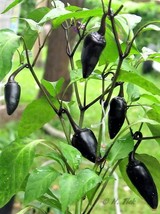 BPA 25 Seeds Black Hungarian Pepper Capsicum Annuum Mildly Hot Vegetable From US - £7.91 GBP