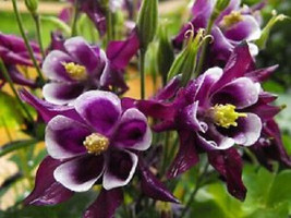 THJAR 100 Dwarf Columbine Aquilegia Mixed Colors Flower Seeds * - £3.97 GBP