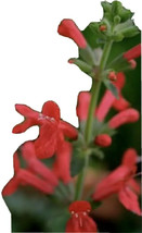 Nongmo Pineapple Sage Red Salvia Elegans Herb Flower 50 Seeds 2024 Crop - £14.05 GBP