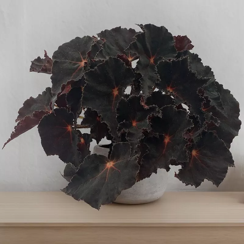 15+ Seeds Begonia ‘Cherry Sparkle’  house plant-  garden- flowers - £6.00 GBP