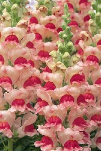 30 Of ANTIRRHINUM OPUS APPLEBLOSSOM SNAPDRAGON FLOWER SEEDS - FRAGRANT - $9.99
