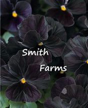 HS  25 Seeds Black Viola Cornuta Flowers Black Out - £4.95 GBP