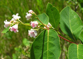 Apocynum Cannabinum Dogbane Indian Hemp 10 Seeds Fresh Gardening USA SELLER - $17.88