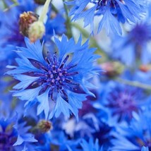 Cornflower True Blue Seeds 1/2 Ounce~ Cover Crop~Cut Flower~PollinatorFr... - £6.44 GBP