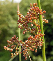 Sale 1000 Seeds Soft Rush (Common Rush) Juncus Effusus Ornamental Grass USA - £7.91 GBP